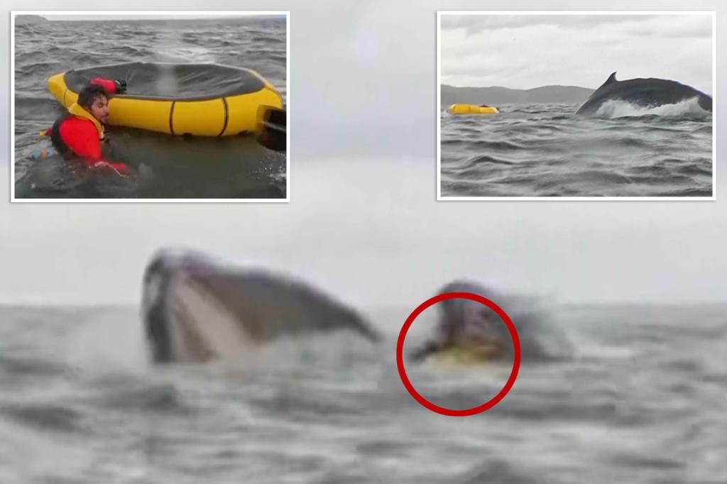 Video captures moment kayaker swallowed by humpback whale in Chilean waters