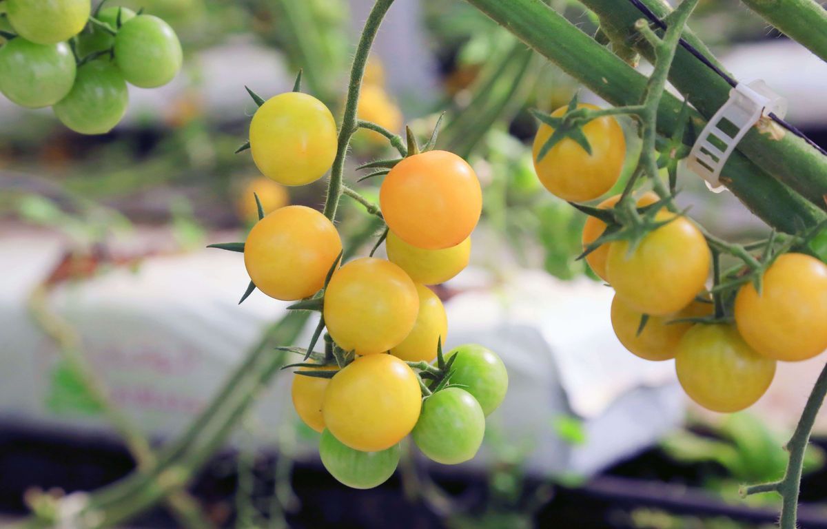 Tomates, aromatiques, fraises… Que faut-il planter sur son balcon ou sa terrasse ?