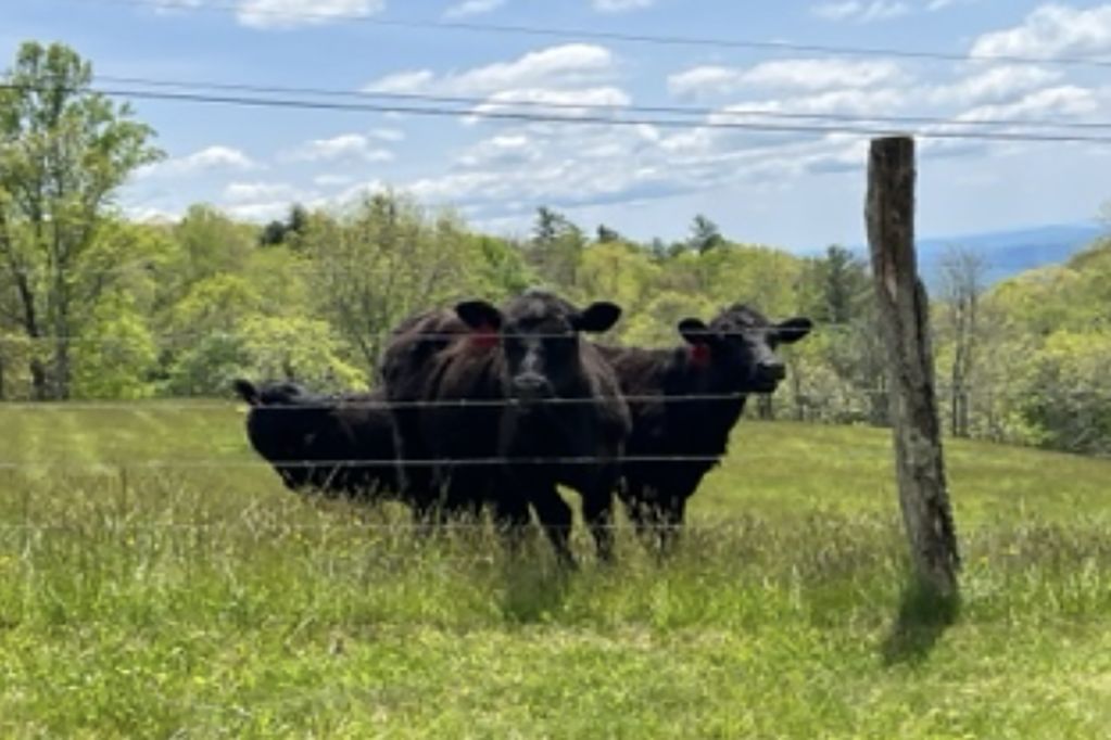 Herd of Cows aid North Carolina police pursuit, leading them 'directly' to suspect