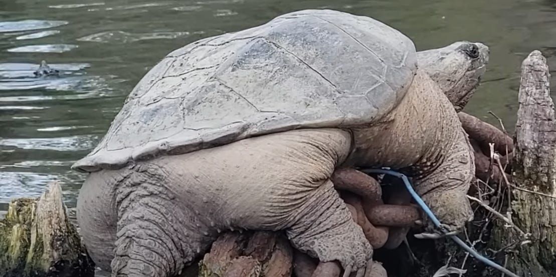 Plump Snapping Turtle 'Chonkosaurus' in the Chicago River: Video