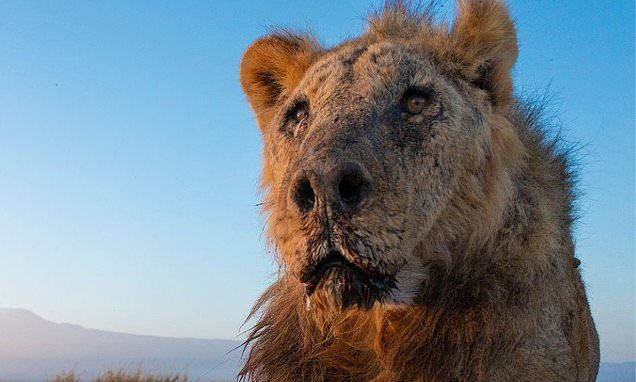 Kenyan lion believed to have been the world's oldest in the wild dies after being speared by herders