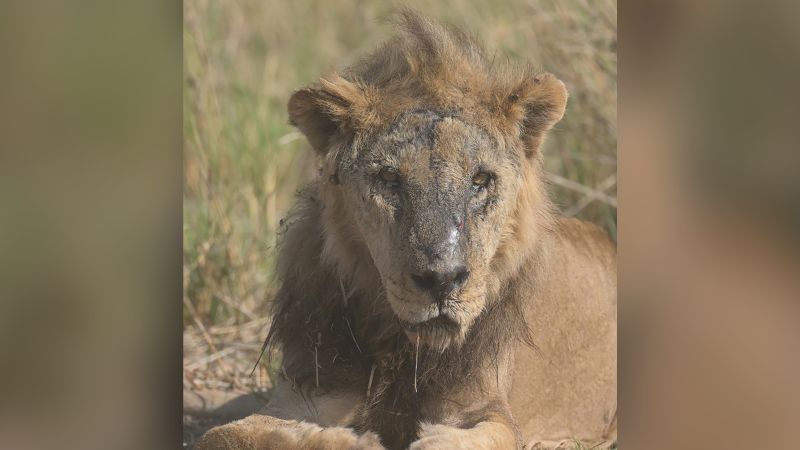 One of Africa's oldest lions killed in Kenya