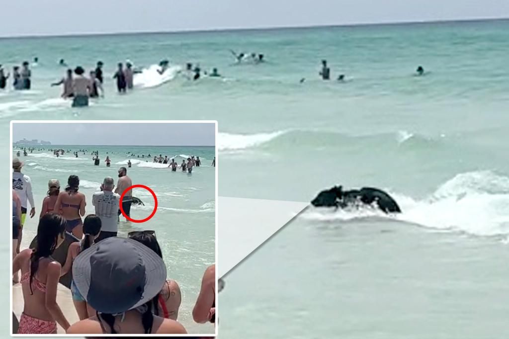 Possible explanation for black bear sighting at Florida beach revealed