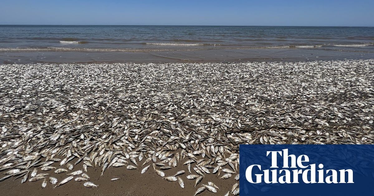 Visitors warned away from Texas beach after thousands of dead fish wash up