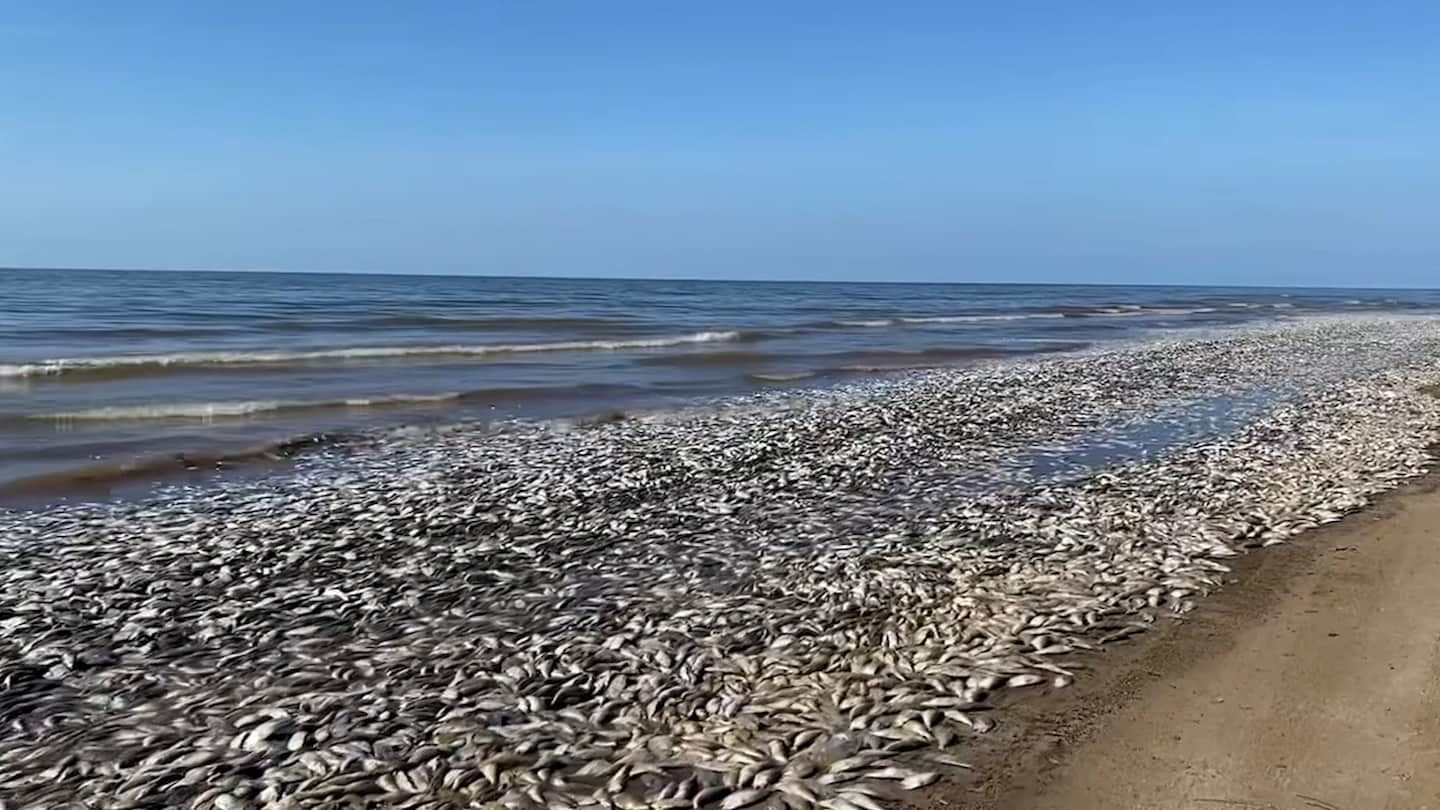 Warm ocean water leaves thousands of dead fish on Texas beaches