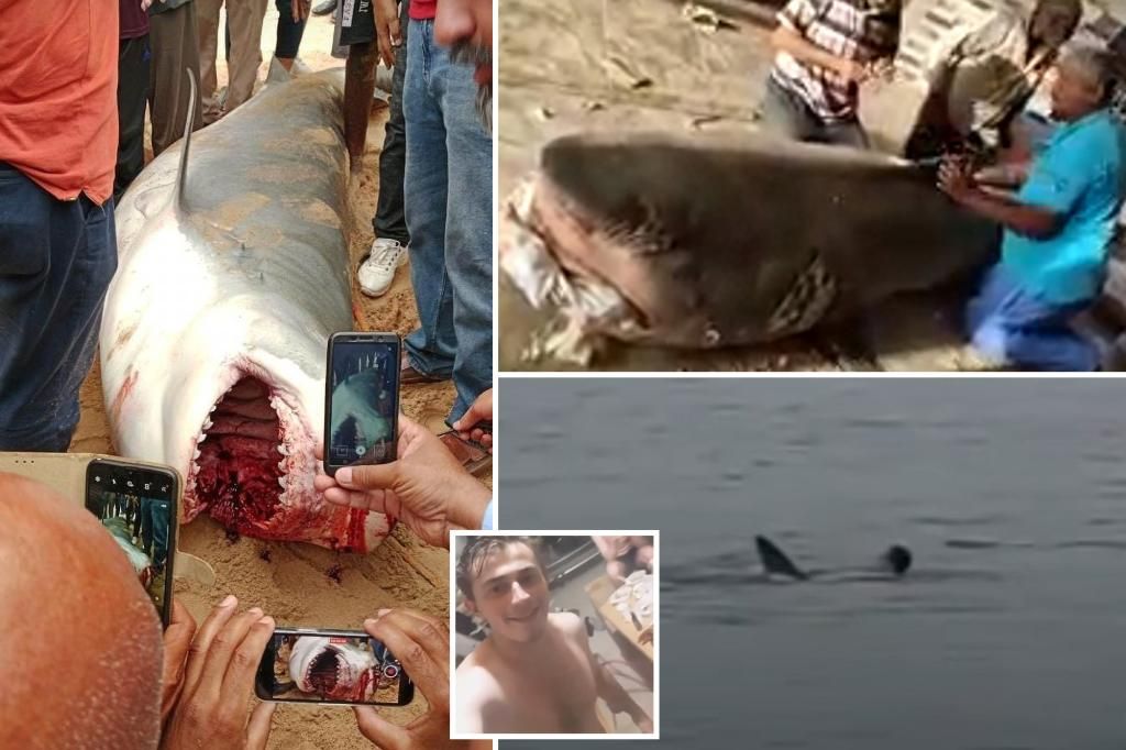 Egypt mummifies shark that ate Russian tourist