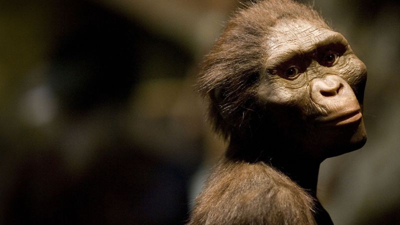 How a 3.2-million-year-old human relative named Lucy walked