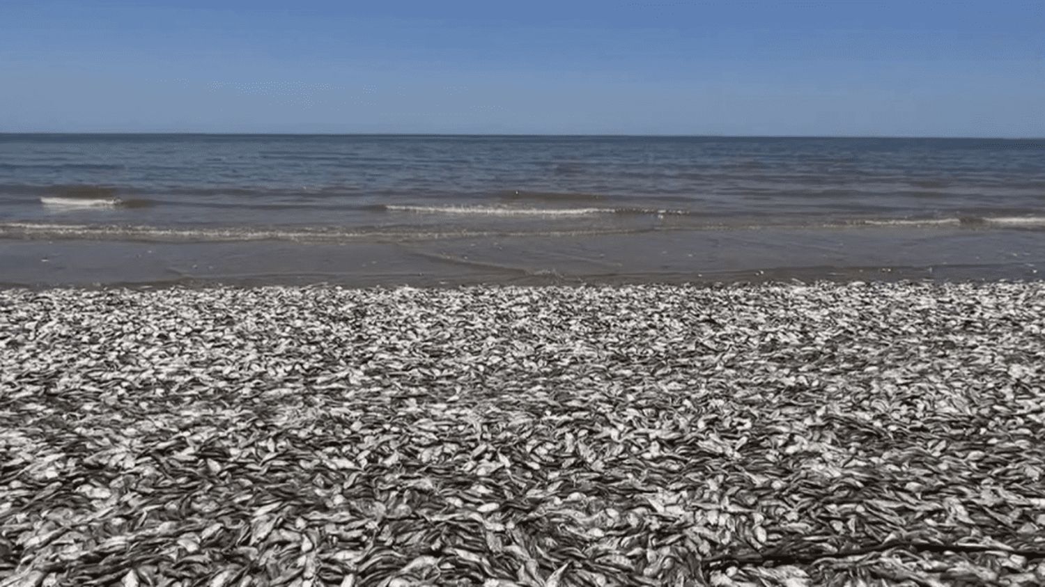 États-Unis : des milliers de poissons asphyxiés à cause du réchauffement climatique