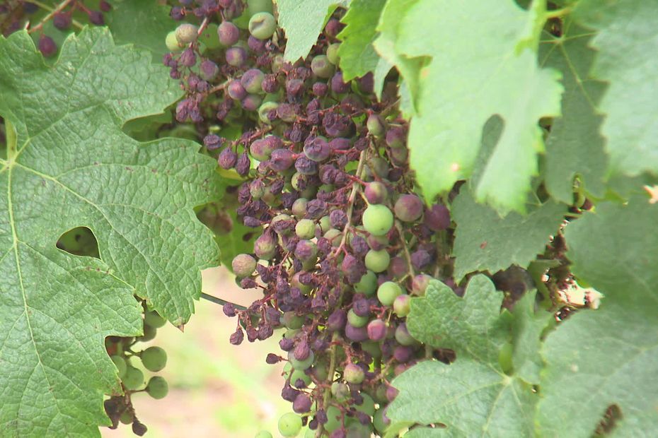 "C'est massif et violent". En Gironde, le mildiou touche 90 % du vignoble, la récolte 2023 compromise