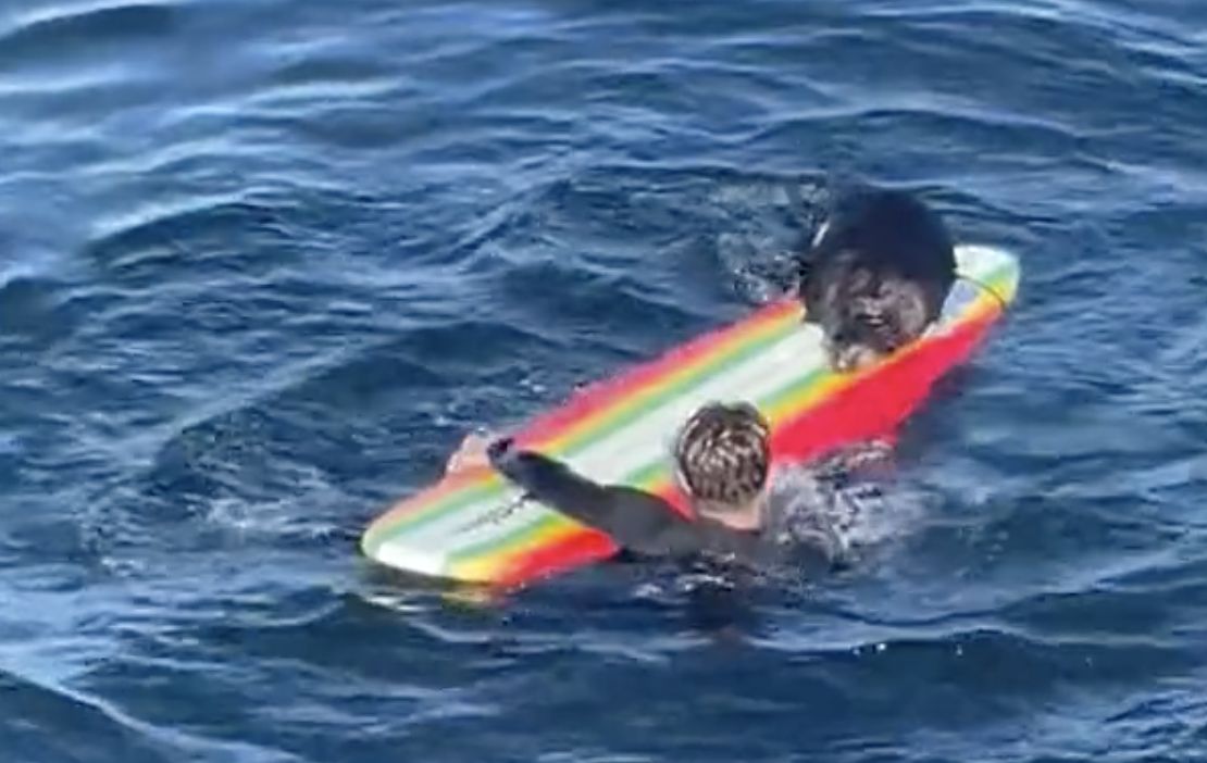 Angry sea otter shreds surfer's board in California