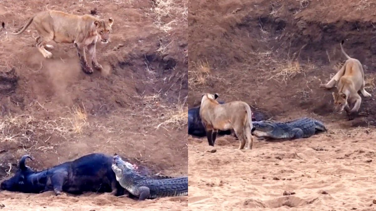 獅子一家vs狂暴巨鱷魚 母獅帶孩子敗退卻藏鬼馬後著 終逆轉勝