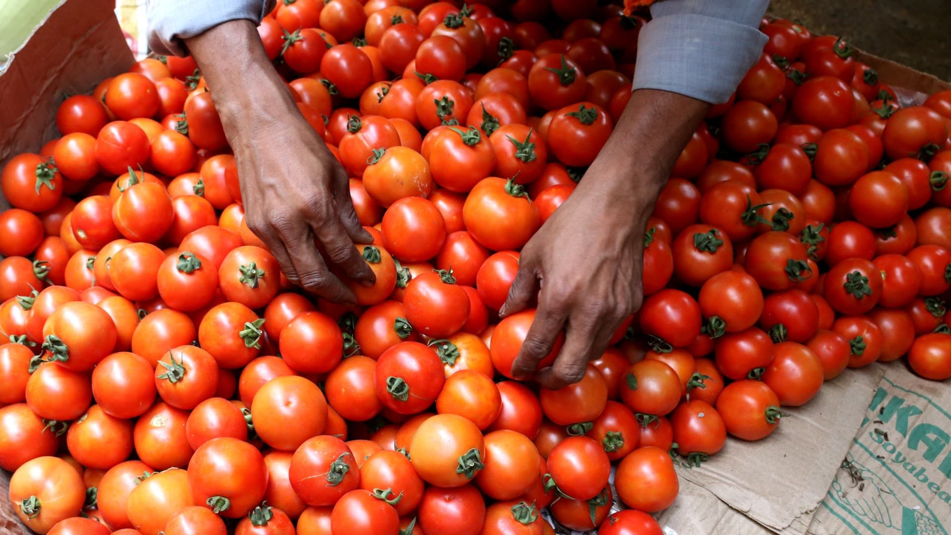 India's tomato prices surge over 300%, sparking theft and turmoil