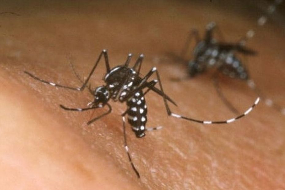 L'épidémie de dengue progresse en Martinique et de nouveaux foyers sont identifiés