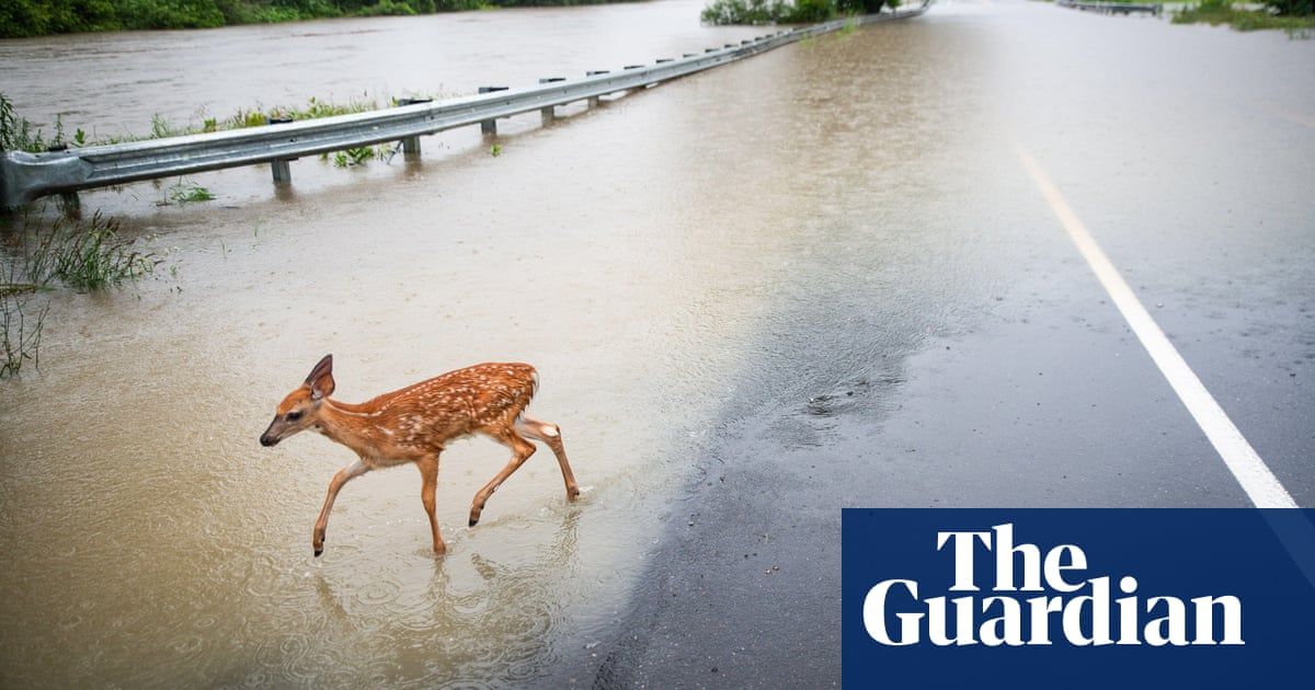 ‘Definitely unprecedented’: Vermont wildlife also affected by historic flooding