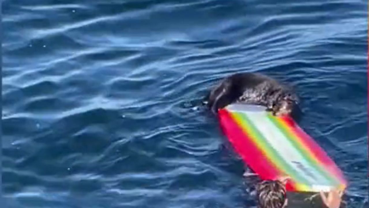 VIDÉO - En Californie, une loutre agressive terrorise les surfeurs et inquiète les autorités