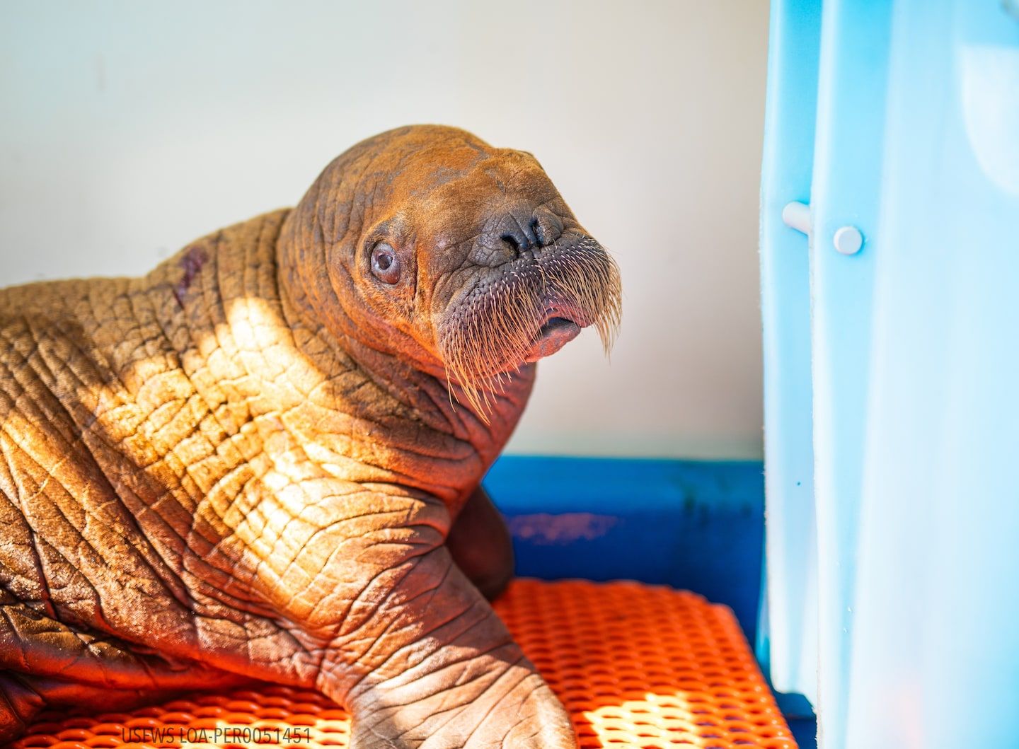 Rescued baby walrus cuddled 24/7 for its final days