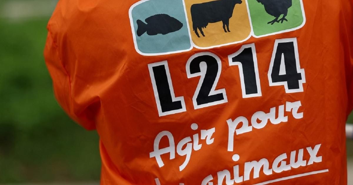 Savoie: un abattoir suspendu après une plainte de L214 pour "actes de cruauté"