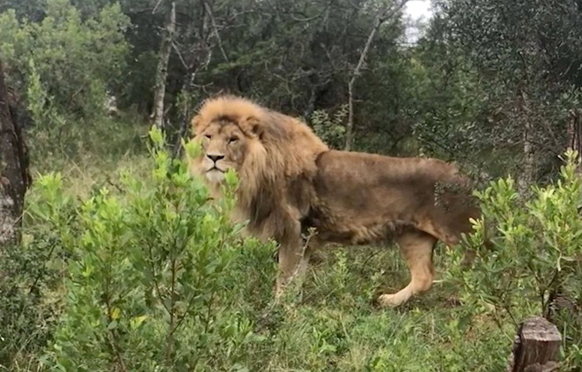 Dix lions tués par des bergers massaï en une semaine