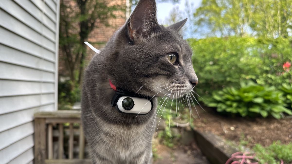 I strapped an action camera on my cat - check out what he saw