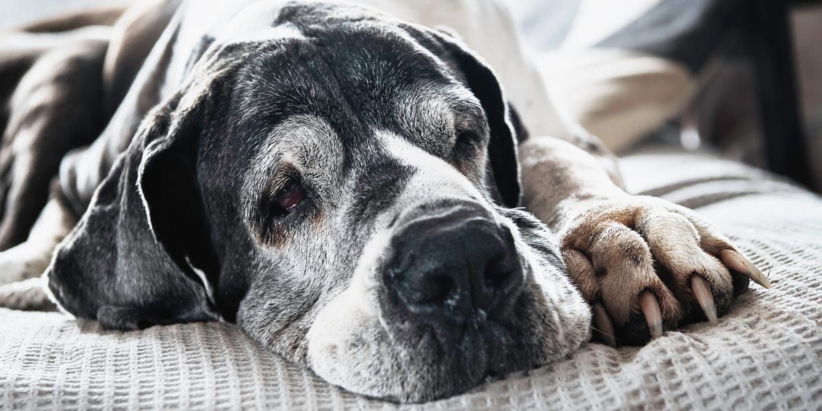 The World's Oldest Dog Just Celebrated His 31st Birthday