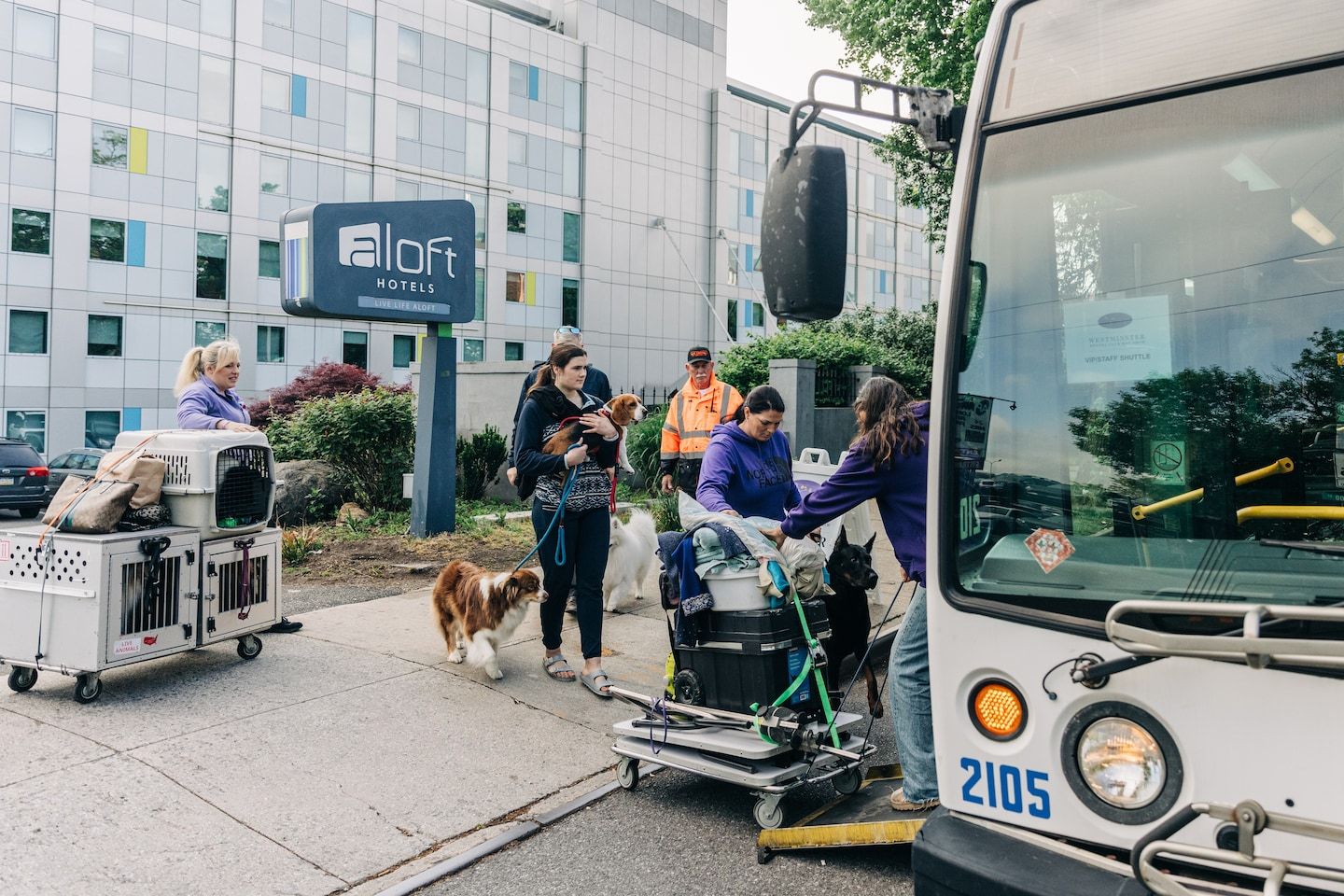 When hotels go to the (Westminster) dogs