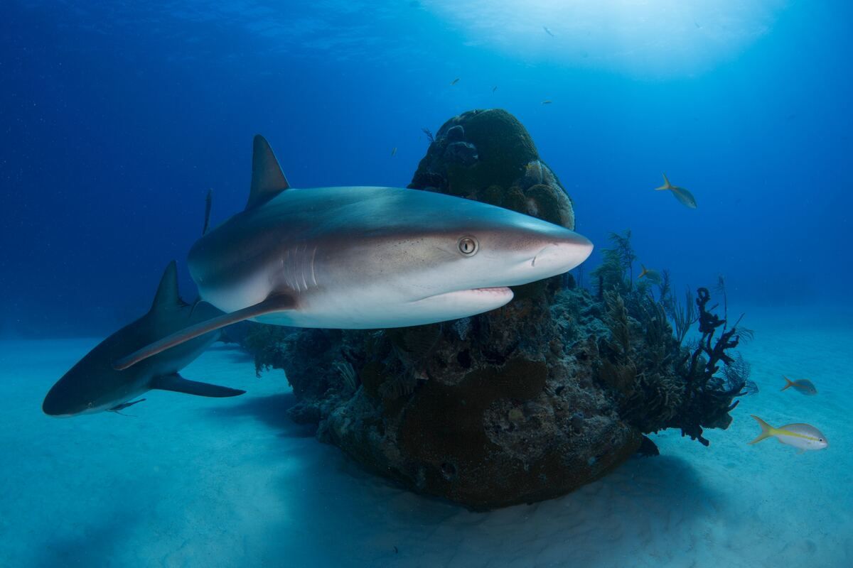 Un homme happé vivant par un requin au large, ses derniers instants diffusés dans une vidéo choquante