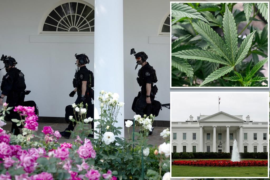 Secret Service discovered marijuana at White House last year