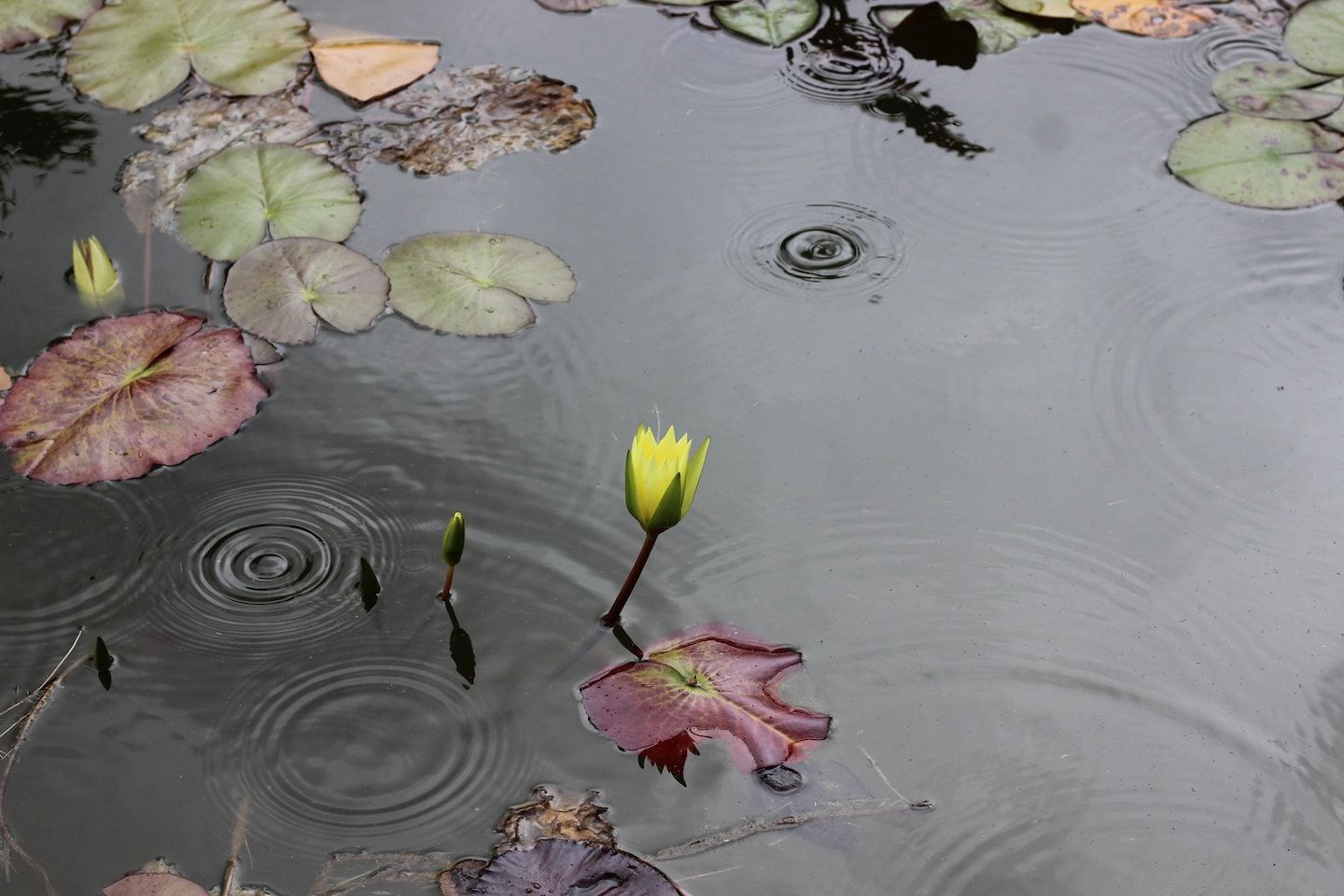 D.C.-area forecast: Hot and humid, with occasional storms to dodge