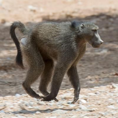 Ce babouin a réussi à capturer un faon... mais sa mère est prête à tout pour récupérer son petit