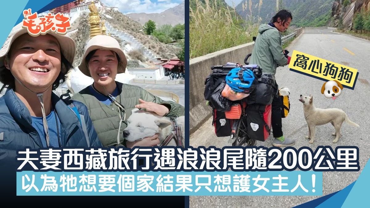 夫妻西藏旅行遇流浪狗尾隨200多公里 以為牠想要個家結局極暖心