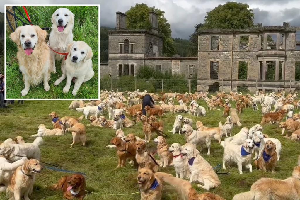 Golden retrievers gather in Scottish highlands