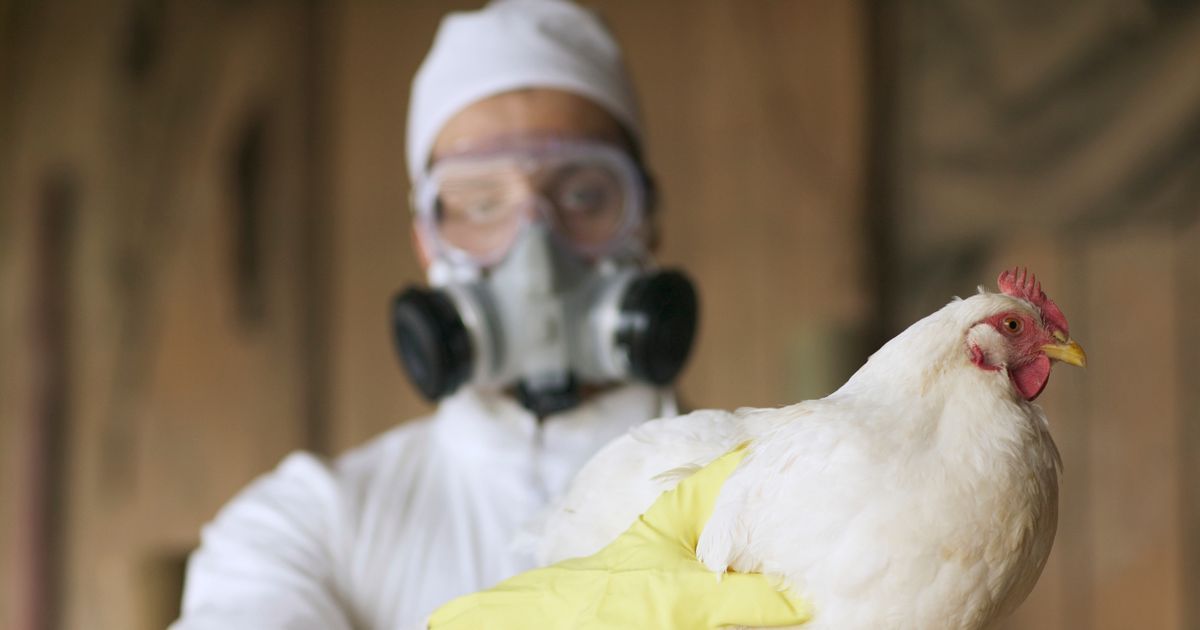 Bird flu found in TWO more Brits as outbreak of virus spreads across Europe