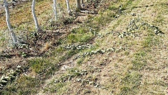 Des pommiers arrachés volontairement sur trois hectares, dans le Tarn, au domaine de Fontorbe