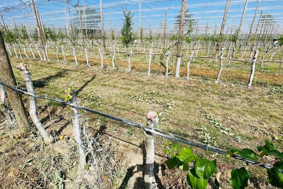 7500 jeunes pommiers arrachés près de Lavaur (Tarn) : "un véritable saccage"