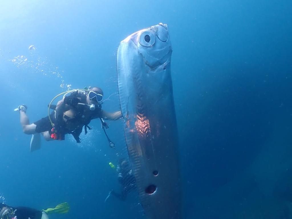 Divers encounter enormous 'doomsday fish' riddled with shark bites