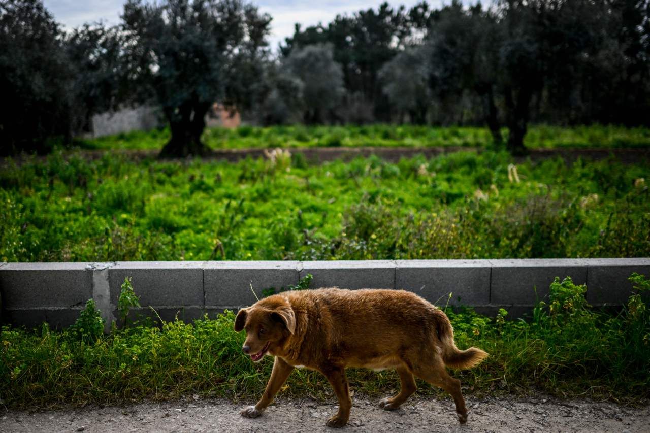 How old is the world's oldest dog?