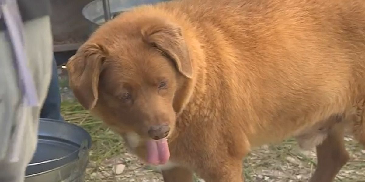 Bobi, the world’s oldest dog, celebrates 31st birthday