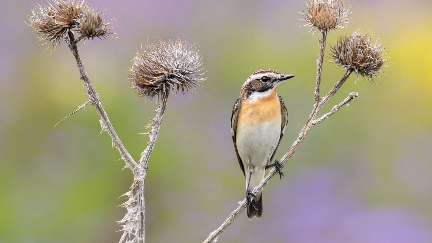 Biodiversité : le nombre d'oiseaux a diminué de 25% en près de 40 ans en Europe à cause de l'agriculture intensive, selon une étude