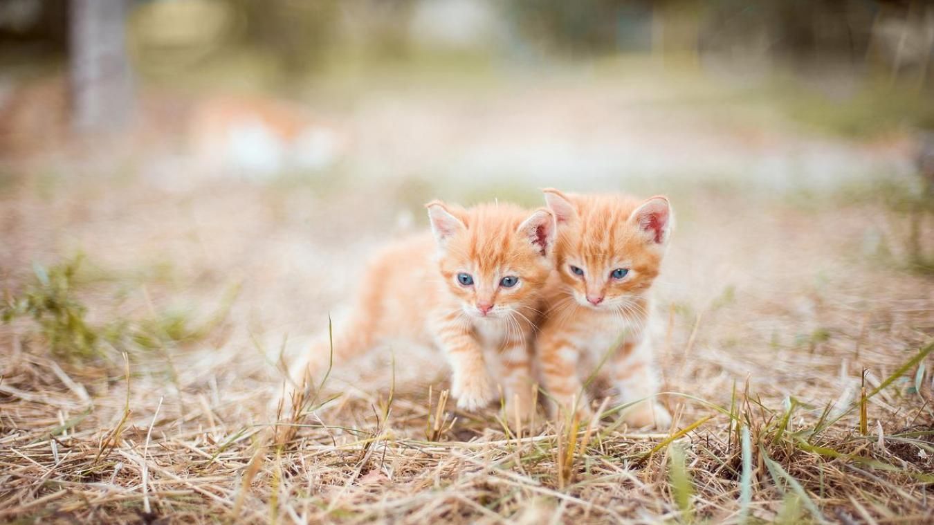 Deux adolescents seront jugés pour avoir tué deux chatons et publié la vidéo sur Snapchat