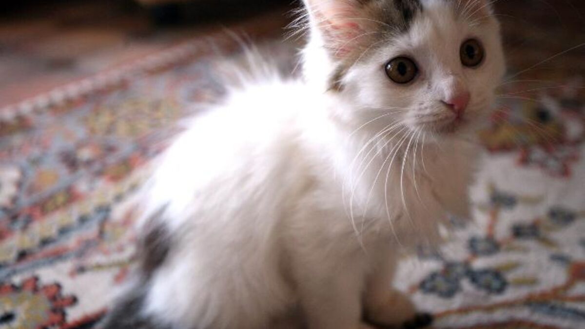 Chatons tués dans l’Eure : deux collégiens seront jugés en septembre