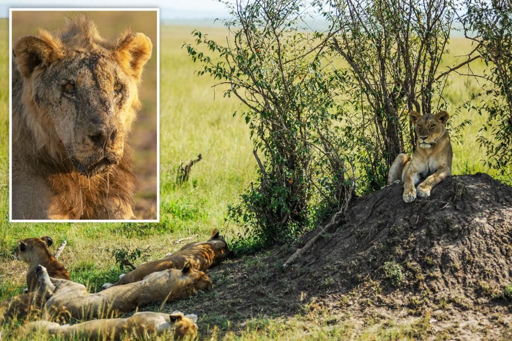 One of Kenya's oldest lions, Loonkiito, among 10 killed