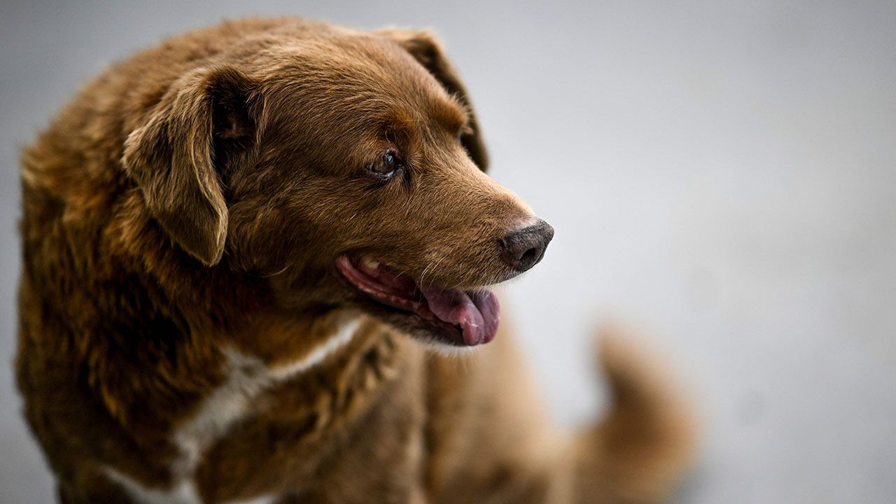 Happy birthday! Oldest dog in the world celebrates another year