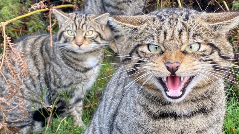 Scottish wildcats bred in captivity released to the wild in a bid to save the species from extinction