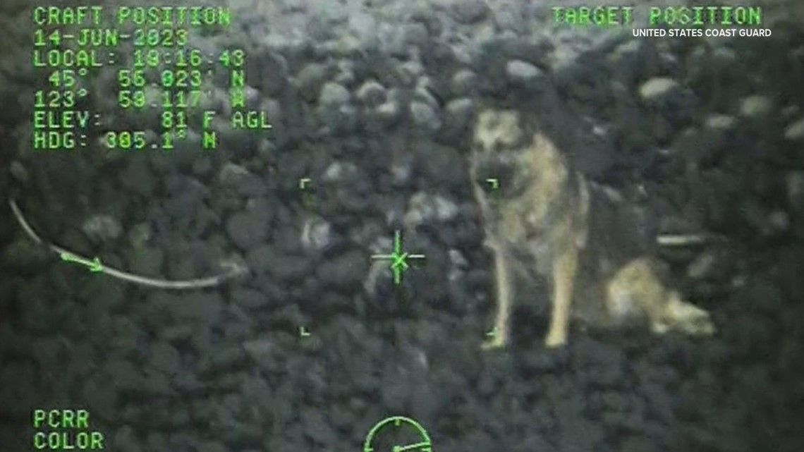 Video: Coast Guard rescues injured dog who fell off Oregon cliff