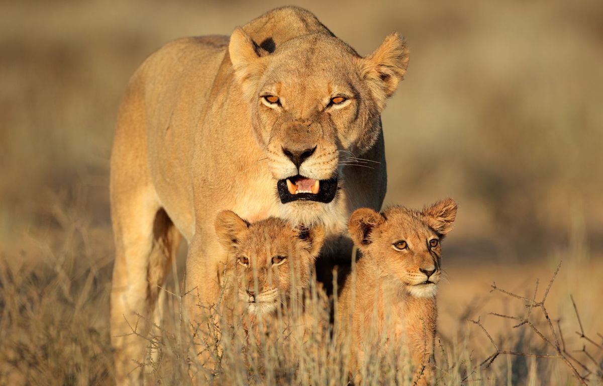 Belgique : Une lionne tue ses deux lionceaux après leur vaccin