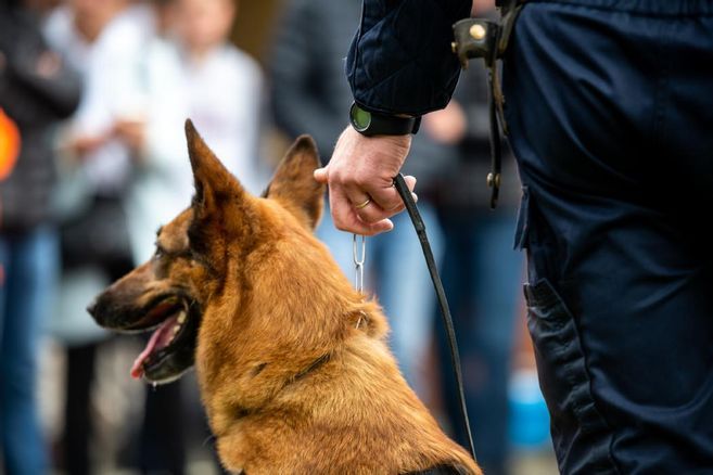 "On n'avait jamais vu ça" : près de 80 cadavres congelés d'animaux domestiques découverts dans une maison