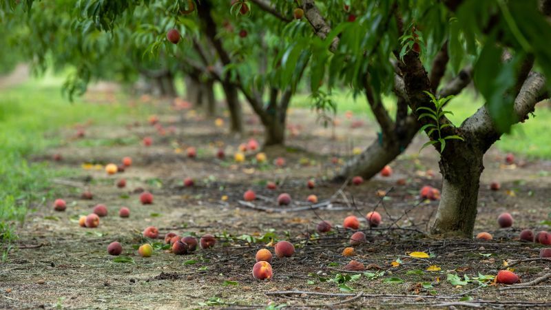 Due to climate woes, Georgia has to pivot away from peaches