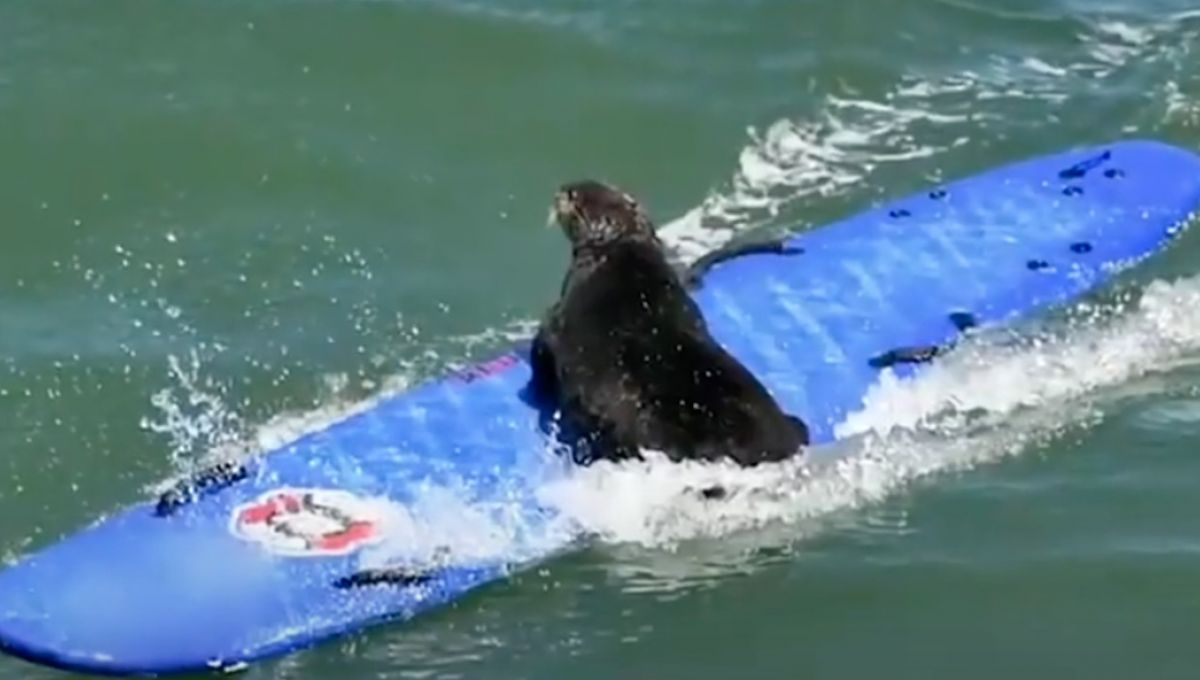 Une loutre de mer attaque les surfeurs et leur vole leurs planches