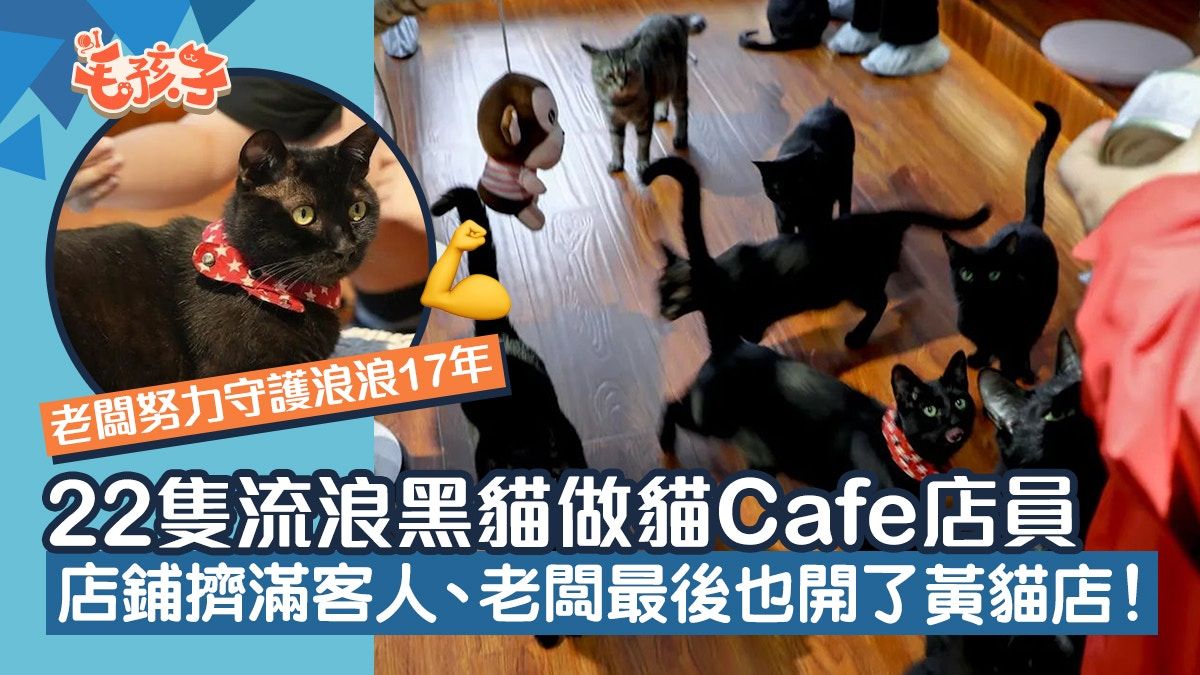 讓22隻黑貓當店員 貓咪Cafe擠滿客人 店主：流浪貓再就業成功