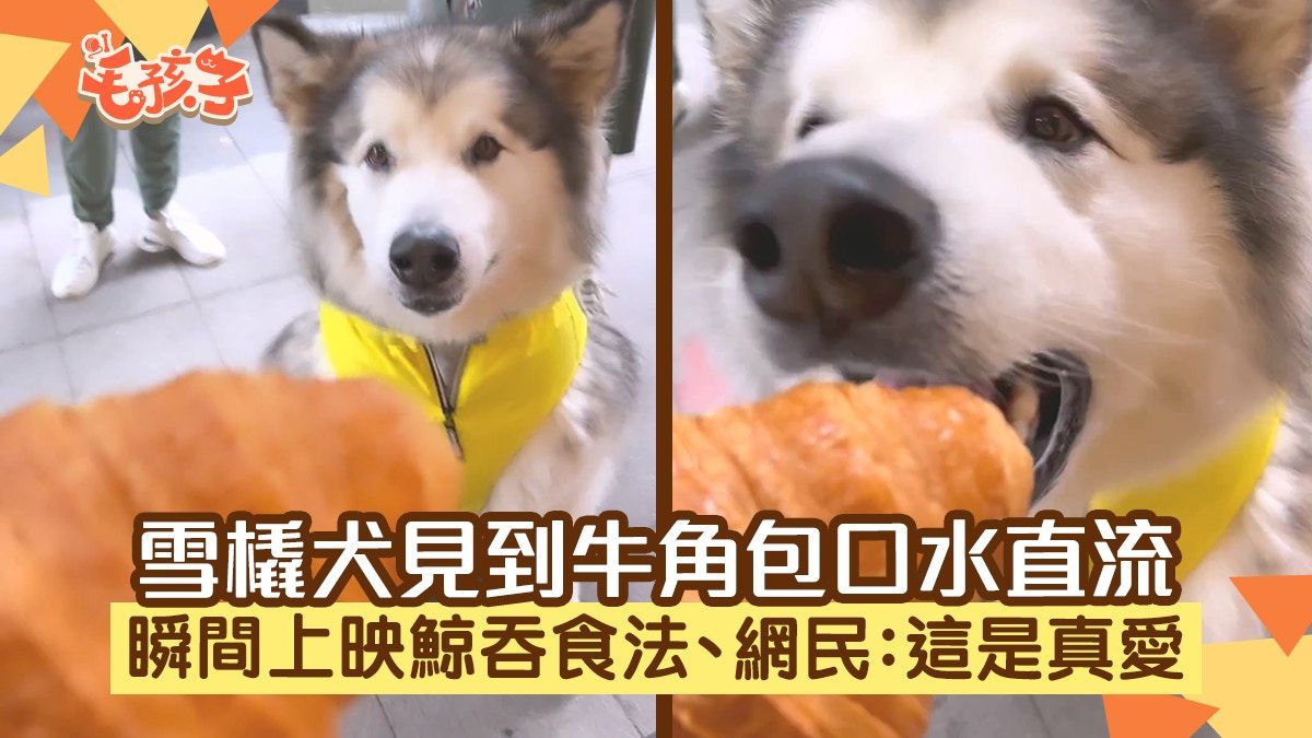 雪橇犬見到牛角包口水直流 瞬間上映鯨吞食法 網民：這是真愛